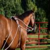 Leaders Training or Lungeing Aid for Horse (Black) view 4