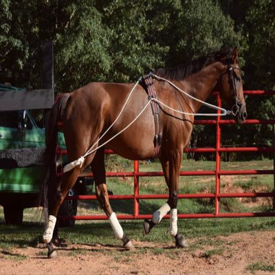 Leaders Training or Lungeing Aid for Horse (White)