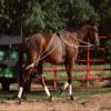 Leaders Training or Lungeing Aid for Horse (White) view 1