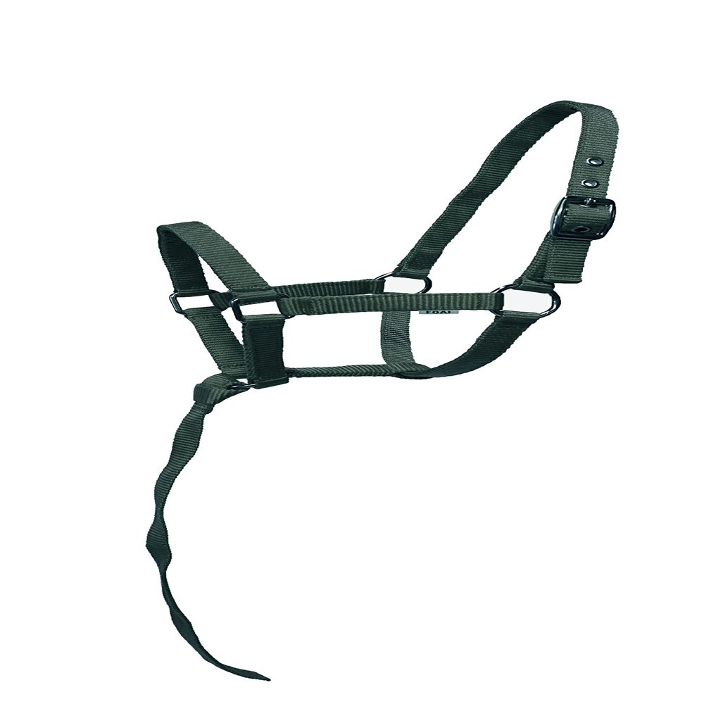 Equitem Nylon Foal Halter with Detachable 13" Catch (Dark Green)
