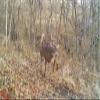 Wildgame Innovations Kicker Lightsout 18MP Trail Camera and Trail Pad Image Viewer Combo view 4