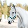 COB NAVY JUMP HORSE RIBBON SAFETY HALTER view 2