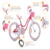 RoyalBaby Girls Bike with Training Wheels and KickstandStargirl Kids Bicycle 18 Inch Toddlers to Big Kids 5-8 Years, Star Pink view 3