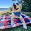 4th of July Dog Bandanas  Red, White, and Cute 4th of July Print Dog Bandanas, Tie Back, Premium Light Drape Fabric, Unique Design, Handmade in The USA, Multiple Size (Mini Stars, Medium) view 2