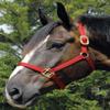 Jeffers Premium Nylon Horse Halters, 600-900 lb (3-ply, 1") view 2
