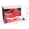 Better Display Cases Acrylic Large Shoe Display Case for Basketball Shoe Soccer Cleat Football Cleat with Mirror Case, Purple Risers and Mirror Base (V11/A013) view 2