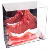 Better Display Cases Acrylic Large Shoe Display Case for Basketball Shoe Soccer Cleat Football Cleat with Mirror Case, Pink Risers and Mirror Base (V11/A013) view 1