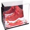 Better Display Cases Acrylic Large Shoe Display Case for Basketball Shoe Soccer Cleat Football Cleat with Mirror Case, Pink Risers, Wall Mount and Mirror Base (V11/A013) view 1
