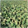 Amadon Mountain Camouflage Net,Green Decoration Shade Camo Net,Thickening Camo Netting,Privacy Screen,with Nylon Mesh Frame,for Tree Frame,Hiding,Hunting,Party,Car Cover,Camping (19.7x19.7ft) view 3