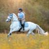 Equestroom Suede Moonstone Blue English Saddle Pad with Silver Piping | Jump Shape Saddle Pad | Dressage Shape Saddle Pad | Matte Blue Saddle Pad for Horseback Riding Jump Pony view 4