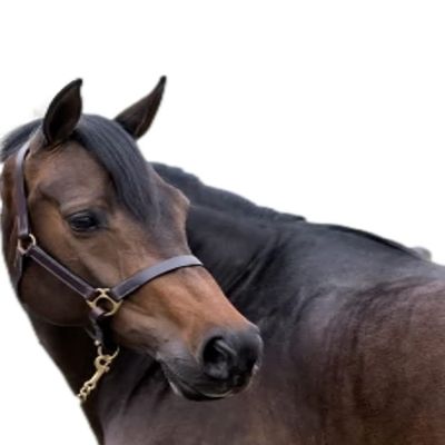Gatsby Adj Turnout Halter w/Snap Horse