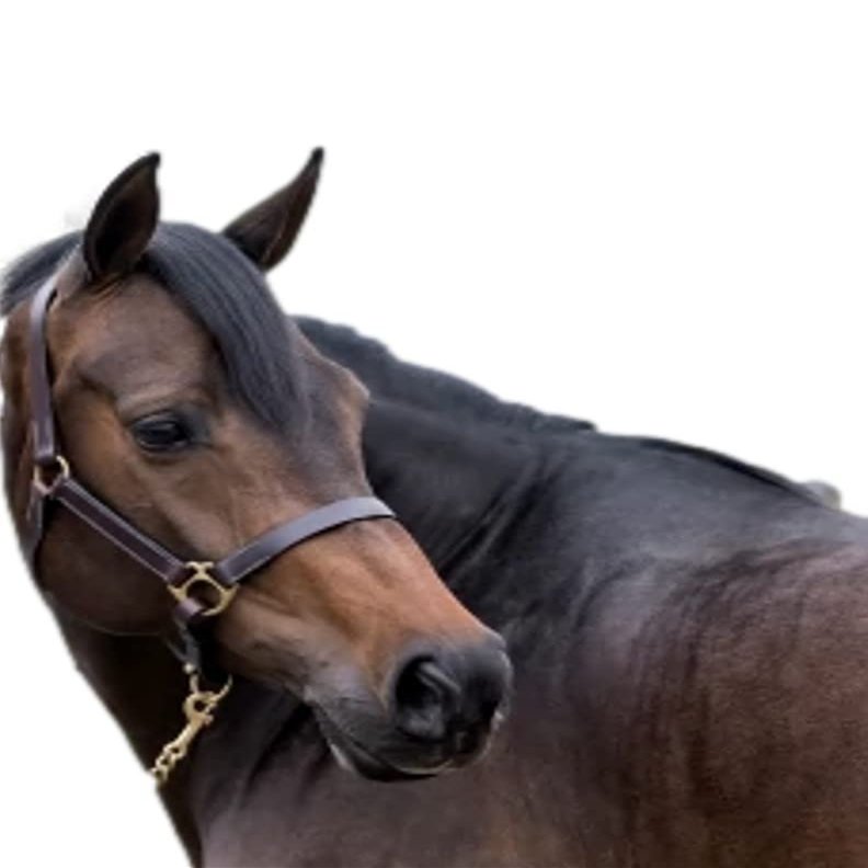 Gatsby Adj Turnout Halter w/Snap Horse