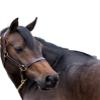 Gatsby Adj Turnout Halter w/Snap Horse view 1