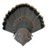 Unique "Skull of the Hunter" Turkey Display for Fan, Beards, and Spurs (Satin) view 1