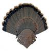 Unique "Skull of the Hunter" Turkey Display for Fan, Beards, and Spurs (Satin) view 2