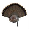 Unique "Skull of the Hunter" Turkey Display for Fan, Beards, and Spurs (Gloss) view 1