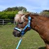 Rhinegold Unicorn Headcollar and Rope Set - Shetland - Turq, Turquoise view 1