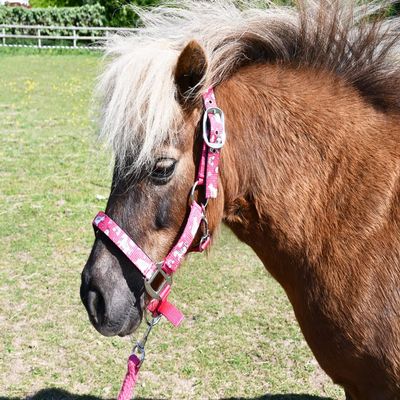 Rhinegold Unicorn Headcollar and Rope Set - Pony - Raspberry