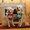 Bandanas For Dogs Christmas Cat Dog Bandana Holiday Accessories Animals Toy Products Cats Dogs Bows Goods Supplies 2Pcs 01 view 3