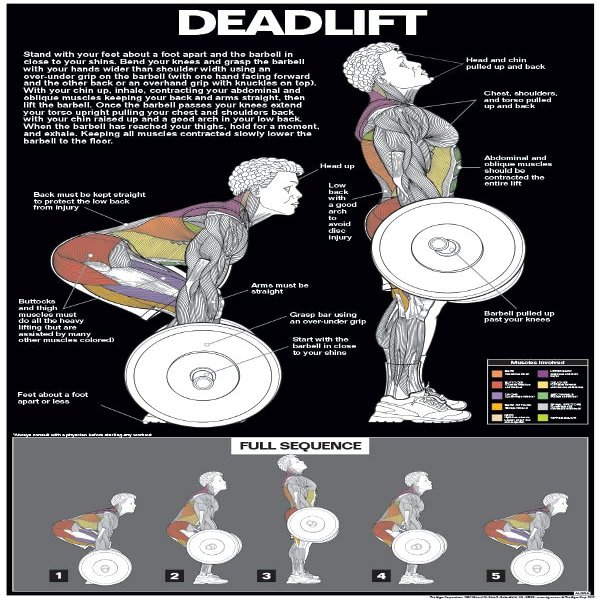 ALGRA Deadlift Poster Instructional Charts (18" x 24", Black/Dark Grey)