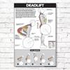 ALGRA Deadlift Poster Instructional Charts (18" x 24", White/Grey) view 1