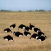 Avery GHG Pro-Grade Silhouette Goose Decoys  Realistic, Stackable Decoys with Steel Stakes (Dozen, 6 Poses), Black & White view 2
