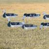Avery GHG Pro-Grade Blue Goose Sock Decoys, 12-Pack | Durable Realistic Quick-Setup Hunting Windsock Decoy Set with Stable Ground Stakes, Resistant No-Glare Matte Bodies, 24" - with Heads (77506) view 2