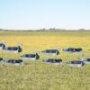 Avery GHG Pro-Grade Blue Goose Sock Decoys, 12-Pack | Durable Realistic Quick-Setup Hunting Windsock Decoy Set with Stable Ground Stakes, Resistant No-Glare Matte Bodies, 24" - with Heads (77506) view 3