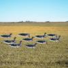 Avery GHG Pro-Grade Specklebelly Goose Sock Decoys with Painted Heads, 12-Pack | Active & Feeder Styles, Realistic Hunting Windsock Decoy Set with 24" Foldable Ground Stakes, No-Glare Bodies (77505) view 4