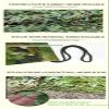 LGLFDJ Strong Oxford Cloth Camo Netting, Wear-Resistant Military Camouflage Net, Outdoor Sunshade Canopy, for Backdrop Camo Themed Decoration(Size:6X10M(20FT X 33FT)) view 2