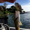 Bluegill Crankbait 4inch 31.5g Floating Jointed Claw Lures Carbon Fiber Bills Sunfish Wobblers Fishing Lure (Color : 06) view 4