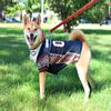 Zubaz NFL Team Pet Jersey for Dogs, Chicago Bears, Large view 4