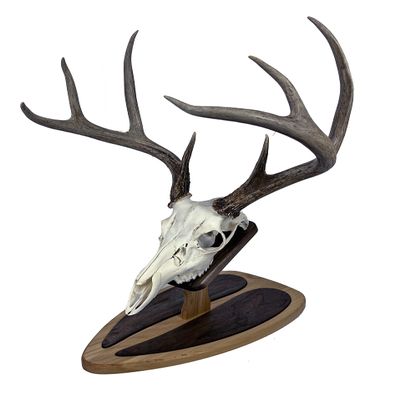 Deer Hoove European Mount Deer Wall or Table Skull Plaque/Display - NO Drilling Required (Large)