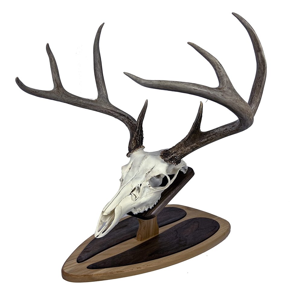 Deer Hoove European Mount Deer Wall or Table Skull Plaque/Display - NO Drilling Required (Large)