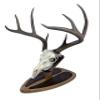 Deer Hoove European Mount Deer Wall or Table Skull Plaque/Display - NO Drilling Required (Large)