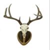 Deer Hoove European Mount Deer Wall or Table Skull Plaque/Display - NO Drilling Required (Large) view 4