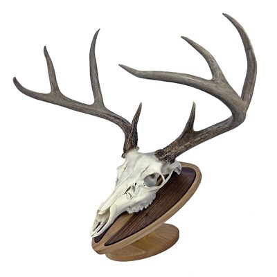Deer Hoove European Mount Deer Wall or Table Skull Plaque/Display - NO Drilling Required (Medium)