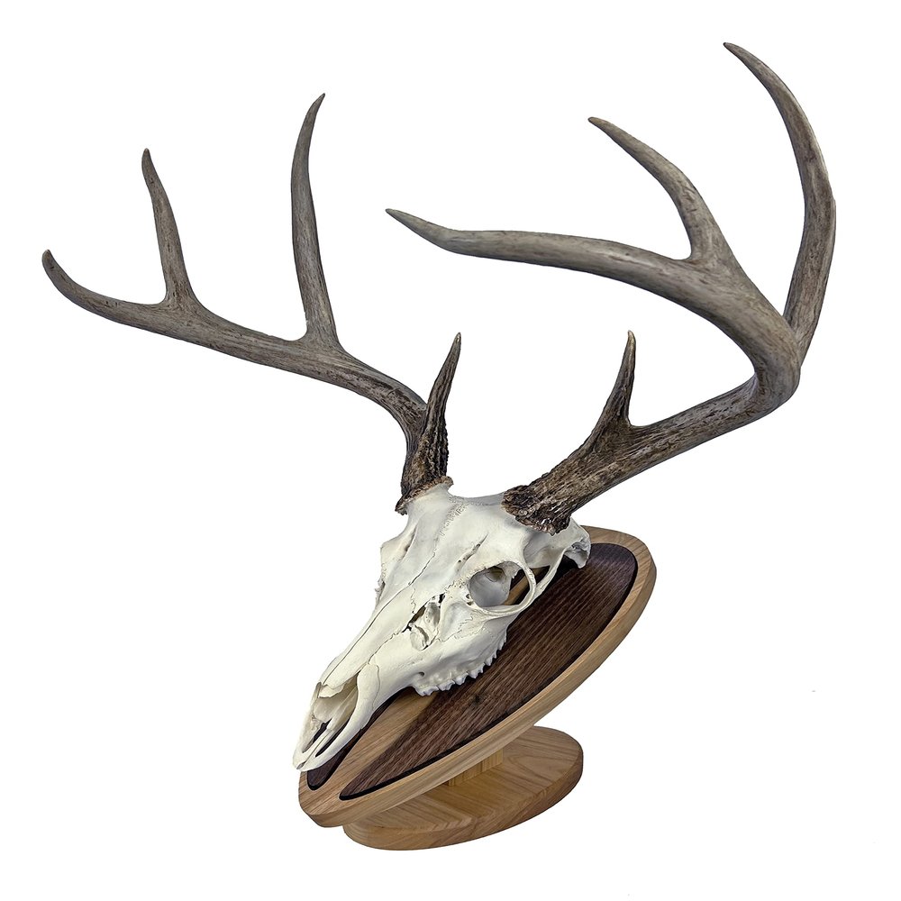 Deer Hoove European Mount Deer Wall or Table Skull Plaque/Display - NO Drilling Required (Medium)