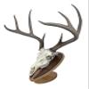 Deer Hoove European Mount Deer Wall or Table Skull Plaque/Display - NO Drilling Required (Medium)