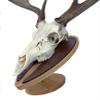Deer Hoove European Mount Deer Wall or Table Skull Plaque/Display - NO Drilling Required (Medium) view 2