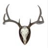 Deer Hoove European Mount Deer Wall or Table Skull Plaque/Display - NO Drilling Required (Medium) view 3