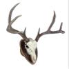 Deer Hoove European Mount Deer Wall or Table Skull Plaque/Display - NO Drilling Required (Medium) view 4