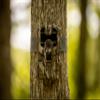 Stealth Cam Prowler Trail Camera -16MP - Combo Pack view 3
