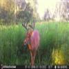 Stealth Cam Prowler Trail Camera -16MP - Combo Pack view 4