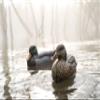 Cupped Waterfowl Duck Decoys, Extremely Realistic 6-Pack of Duck Floater Decoys with Weighted Keels, Great for Waterfowl Hunting, Mallard Duck Decoy, Brown/Multi (CU2681) view 4