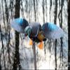 MOJO Outdoors Elite Series Woody - Premium Waterfowl and Duck Hunting Decoy view 2