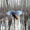 MOJO Outdoors Elite Series Woody - Premium Waterfowl and Duck Hunting Decoy view 4