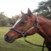 Tack Shack of Ocala Leather Halter with Customized Engraved Name Plate Option Halter for Horse | Brown/Brass, Black/Brass, Black/Chrome Options (Yearling/Large Pony) view 3