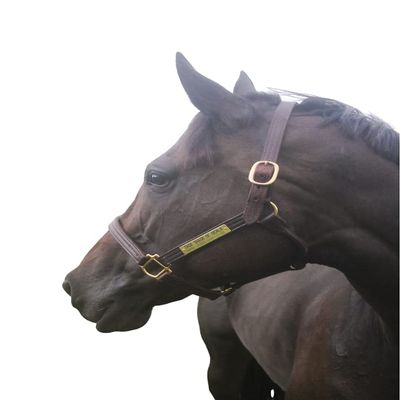 Tack Shack of Ocala Leather Track Halter with Customized Engraved Name Plate Option Halter for Horse, Leather Halter, Leather Halter for Horses, Halters for Horses, Halters (Horse)