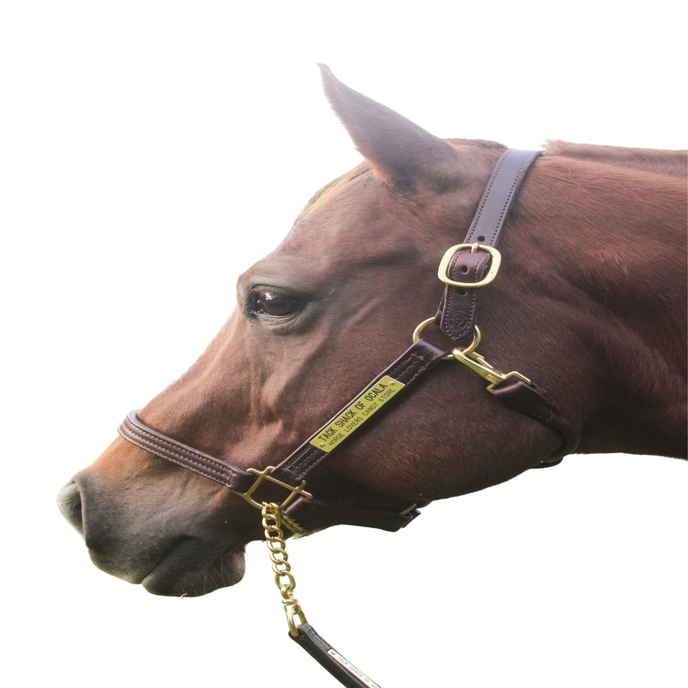 Tack Shack of Ocala Leather Halter with Customized Engraved Name Plate Option Halter for Horse | Brown/Brass, Black/Brass, Black/Chrome Options (Weanling/Small Pony)